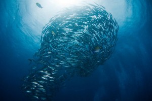 Fish Swarm