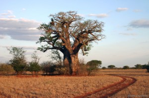 baobab-tree