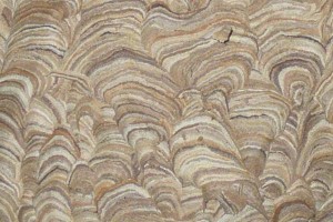 wasp-nest-close-up