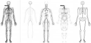 131009 body network diagram 2d