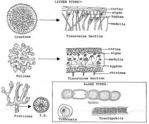 Lichen structure