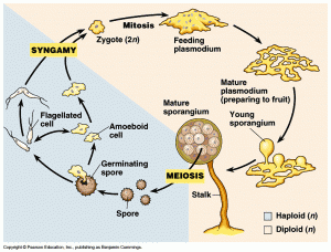 slime_mold_lifecycle